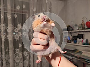 Big hamster is held in hand like a king