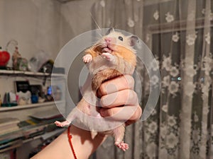 Big hamster is held in handslike a king