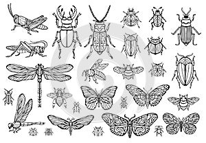 Big hand drawn line set of insects bugs, beetles, honey bees, butterfly moth, bumblebee, wasp, dragonfly, grasshopper.