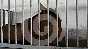 Big handsome horse eats in a stall behind an iron bars