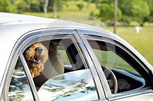 Big happy dog sticking head out car window smiling going for ride