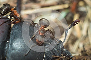 Big hardworking ants, astride a huge beetle is a close-up. Life in anthill and hunt of insects. Macro