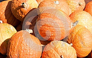Big harvest of pumpkins