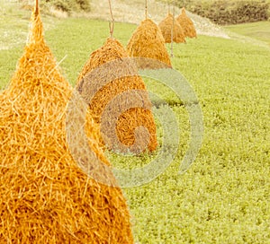 Big haystacks on green grass