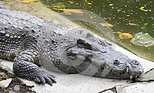 Big head Crocodylus polustris close up. in Thailand river, crocodile ready to strike