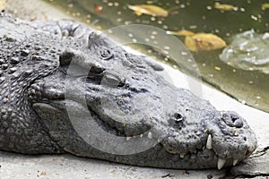 Big head Crocodylus polustris close up. in Thailand river, crocodile ready to strike