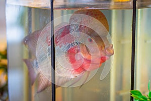 Big head flower horn fish in Thailand