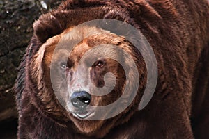 Big head of a huge brown bear