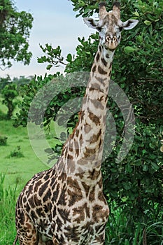 Wild African Giraffe walking in the Mikumi National Park, Tanzania