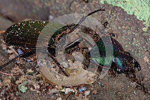 Big-headed Ants eating a Dead Ground Beetle