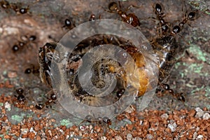 Big-headed Ants eating a Dead Western Honey Bee