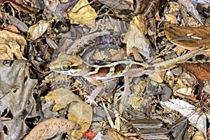 Big headed gecko, kirindy photo