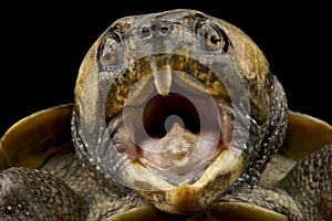 Big-headed turtle Platysternon megacephalum photo