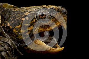 Big-headed turtle Platysternon megacephalum photo
