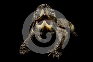 Big-headed turtle Platysternon megacephalum photo