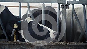 Healthy cow eating straw from feedlot in cowshed closeup. Cattle herd chewing. photo