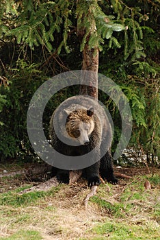 Big and healthy grizzly bear rests at the base of a spruce tree on a grassy riverbank