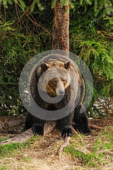 Big and healthy grizzly bear rests at the base of a spruce tree on a grassy riverbank