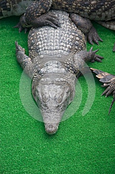 Big heap of crocodiles on Crocodile farm