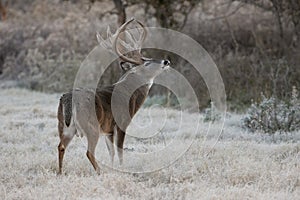 Big heavy beamed whitetail buck smelling the air