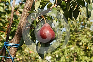 Big heavy red pear matured on a branch in garden. Branch is tied with a blue rope to support so as not to break from the weight of