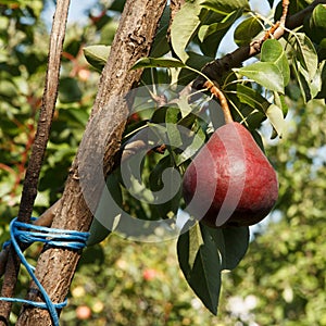 Big heavy red pear matured on a branch in garden. Branch is tied with a blue rope to support so as not to break from the weight of