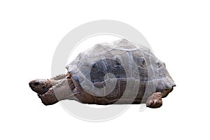 Big heavy turtle isolated on white background