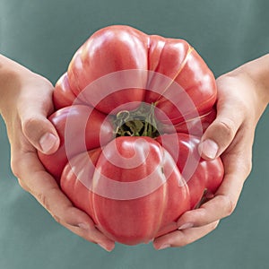 Big heirloom tomato in hand of child  on blue. Huge red tomato. Harvesting fruits and vegetables, harvest food