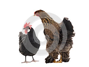 Big hen Brama is looking at a black chicken.  isolated on a white background photo