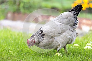 Big hen feeding outdoors in green fresh grass on bright sunny day on blurred colorful background.