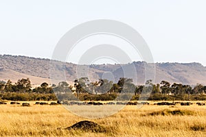 Big herd of african buffalo. Masai Mara. Kenya, Africa