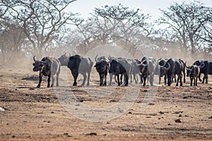 Big herd of African buffalos on an open plain
