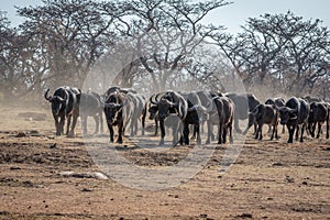 Big herd of African buffalos on an open plain