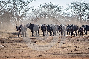 Big herd of African buffalos on an open plain