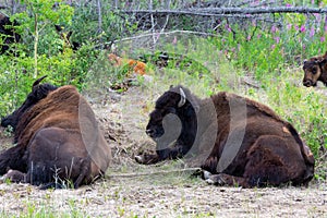 Big herd of bison my side of road