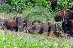 Big herd of bison my side of road