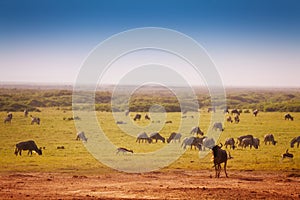 Big herd of blue wildebeests pasturing at savannah