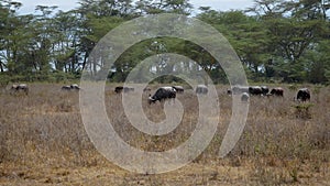 Big Herd Of Buffalo Graze In The Grassland In The African Wild Near The Bushes