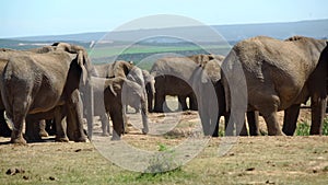 Big herd of elephants in addo elephant national park