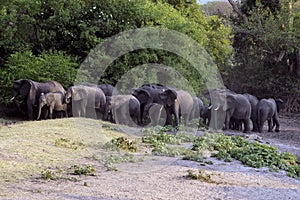 Herd of elephants