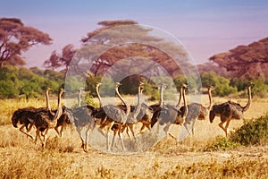 Big herd of female ostriches running at savannah