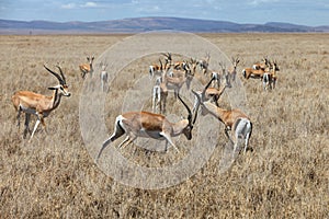 A big herd of Impala antelopes resting in a park in South Africa