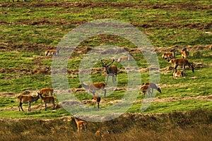 Big Herd of Red Deer during the rut