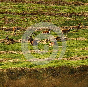 Big Herd of Red Deer during the rut