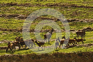 Big Herd of Red Deer during the rut