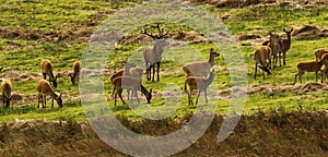 Big Herd of Red Deer during the rut