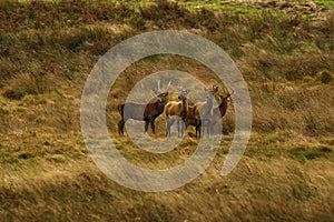 Big Herd of Red Deer during the rut