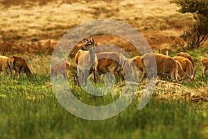 Big Herd of Red Deer during the rut