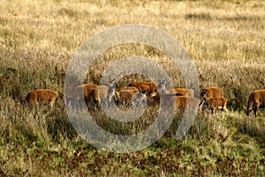 Big Herd of Red Deer during the rut