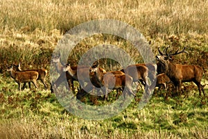 Big Herd of Red Deer during the rut